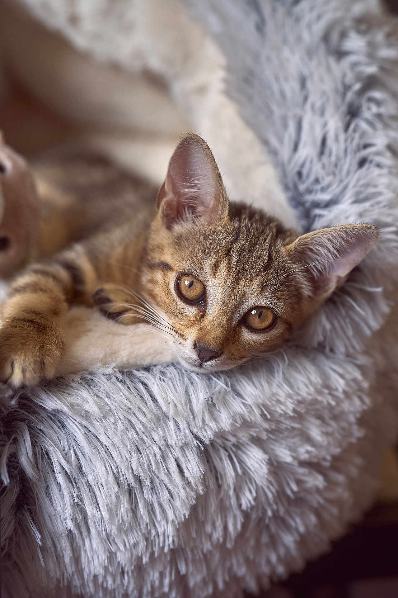 Kosmo