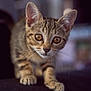Kosmo participe au concours pour gagner de l'argent avec cette photo : kitten, cat, tabby, whiskers, curious, animal, pet, feline, closeup, indoor, brown, black, eyes, face, paws, young, cute, mammal, soft, focus
