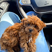 Willow is registered to the contest to win money with this photo: puppy, dog, pet, fluffy, brown_fur, curly_fur, cute, animal, portrait, sitting, car, steering_wheel, vehicle, blue_jeans, lap, indoor, close_up, adorable, black_nose, white_chest