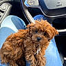 puppy, dog, pet, fluffy, brown_fur, curly_fur, cute, animal, portrait, sitting, car, steering_wheel, vehicle, blue_jeans, lap, indoor, close_up, adorable, black_nose, white_chest