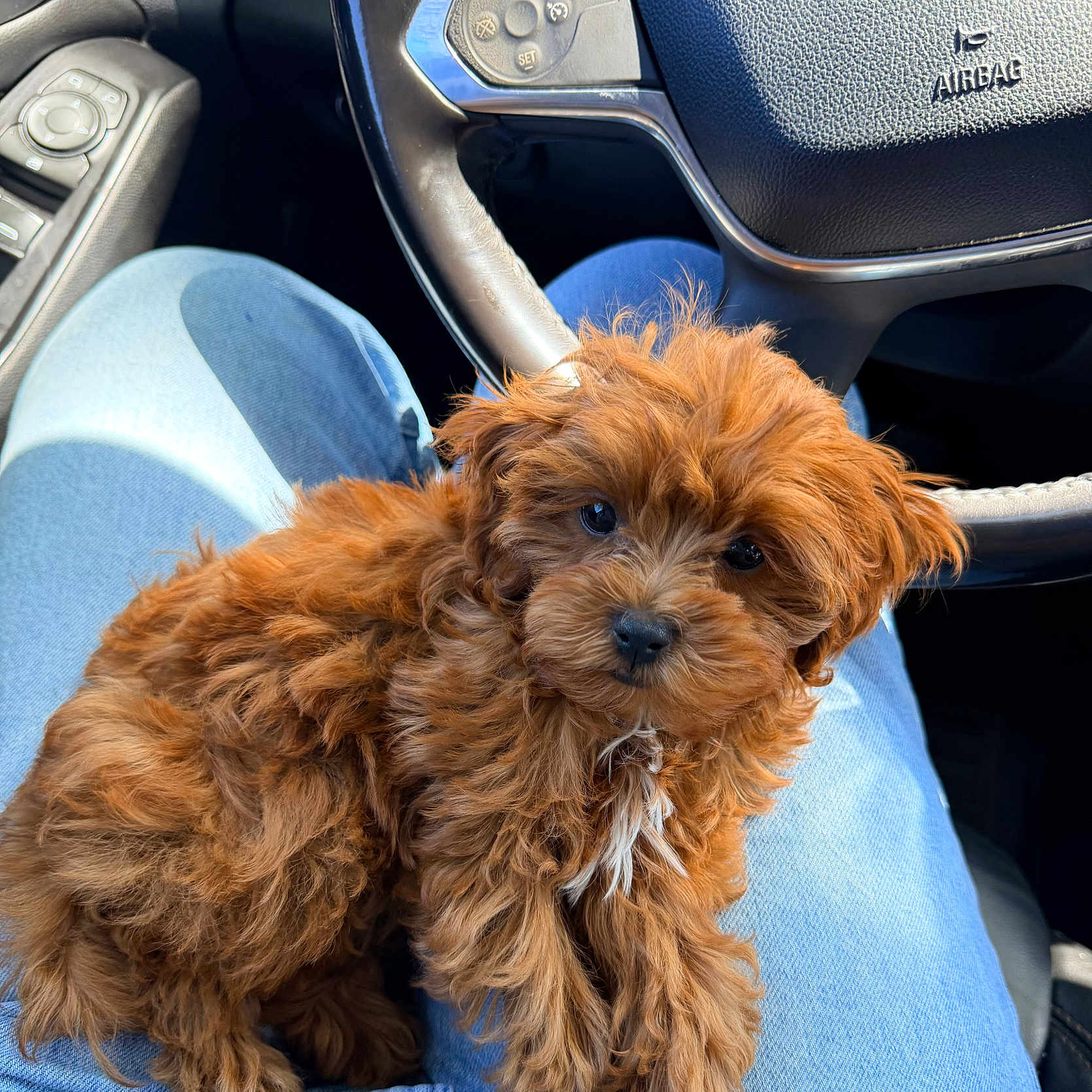 Willow