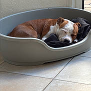 Winston a rejoint le concours — aidez-le/la à gagner de superbes lots ! blanket, brown_and_white, canine, closed_eyes, cozy, dog, dog_bed, domestic_animal, ears, fur, home, indoor, nap, pet, quiet, relaxed, resting, sleeping, snout, tile_floor