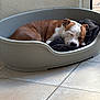 blanket, brown_and_white, canine, closed_eyes, cozy, dog, dog_bed, domestic_animal, ears, fur, home, indoor, nap, pet, quiet, relaxed, resting, sleeping, snout, tile_floor