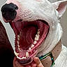 Waffle participe au concours pour gagner de l'argent avec cette photo : dog, white_dog, close_up, mouth_open, teeth, tongue, collar, hand, pet, animal, canine, yawning, indoor, fur, snout, nose, ears, skin, expression, domestic_animal