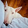 Waffle participe au concours pour gagner de l'argent avec cette photo : bull_terrier, dog, white_dog, pet, bed, bedding, blanket, resting, indoors, wooden_wall, cozy, sleepy, animal, ears, snout, close_up, portrait, comfort, relaxation, cute