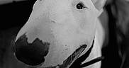 Waffle participe au concours pour gagner de l'argent avec cette photo : dog, bull_terrier, close_up, black_and_white, pet, animal, happy, tongue_out, indoor, portrait, canine, ears, snout, collar, looking_up, playful, cute, friendly, fur, companion