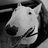 dog, bull_terrier, close_up, black_and_white, pet, animal, happy, tongue_out, indoor, portrait, canine, ears, snout, collar, looking_up, playful, cute, friendly, fur, companion