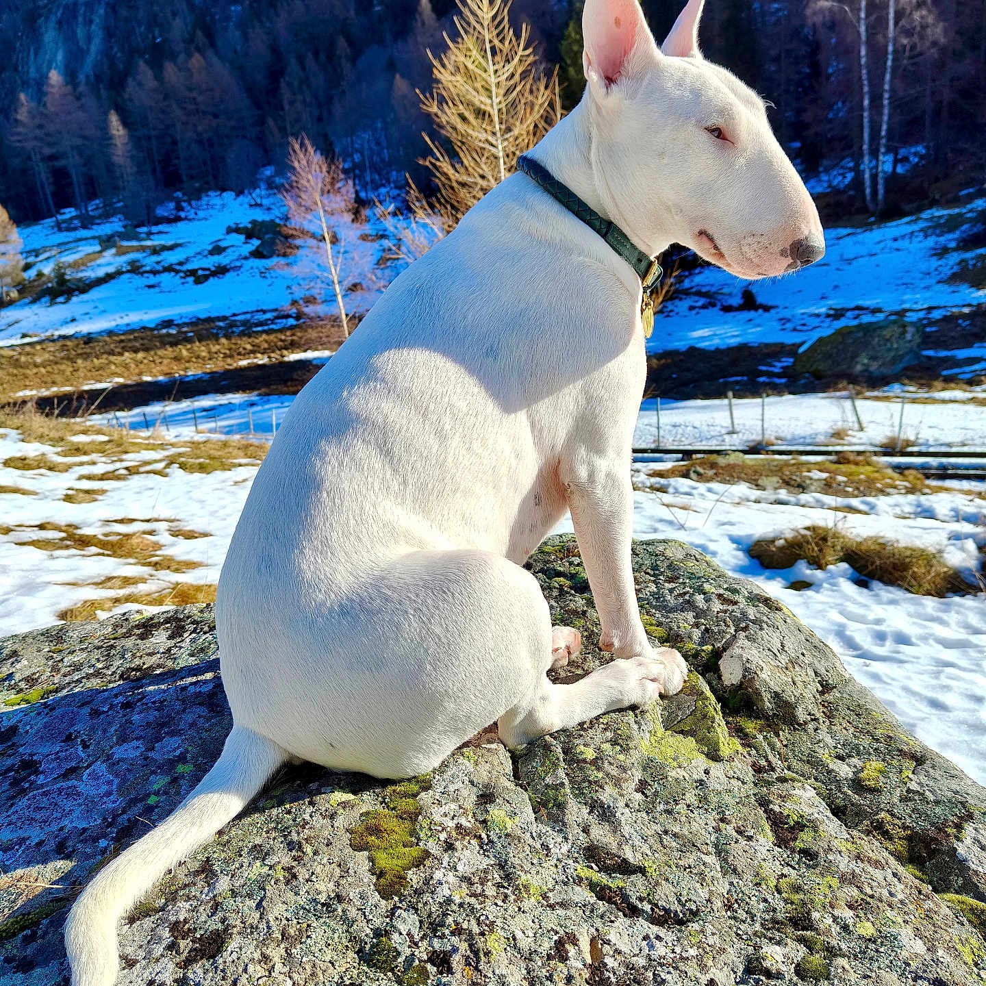 Waffle a rejoint le concours — aidez-le/la à gagner de superbes lots ! dog, bull_terrier, white_dog, outdoor, snow, rock, mountain, nature, sunlight, collar, animal, pet, landscape, cold, trees, moss, sitting, profile_view, quiet, scenery