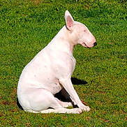 Waffle a rejoint le concours — aidez-le/la à gagner de superbes lots ! dog, bull_terrier, white_dog, sitting, grass, outdoor, sunlight, pet, animal, nature, calm, relaxed, mammal, side_view, daylight, greenery, quiet, peaceful, close_eyes, sunbathing
