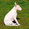dog, bull_terrier, white_dog, sitting, grass, outdoor, sunlight, pet, animal, nature, calm, relaxed, mammal, side_view, daylight, greenery, quiet, peaceful, close_eyes, sunbathing