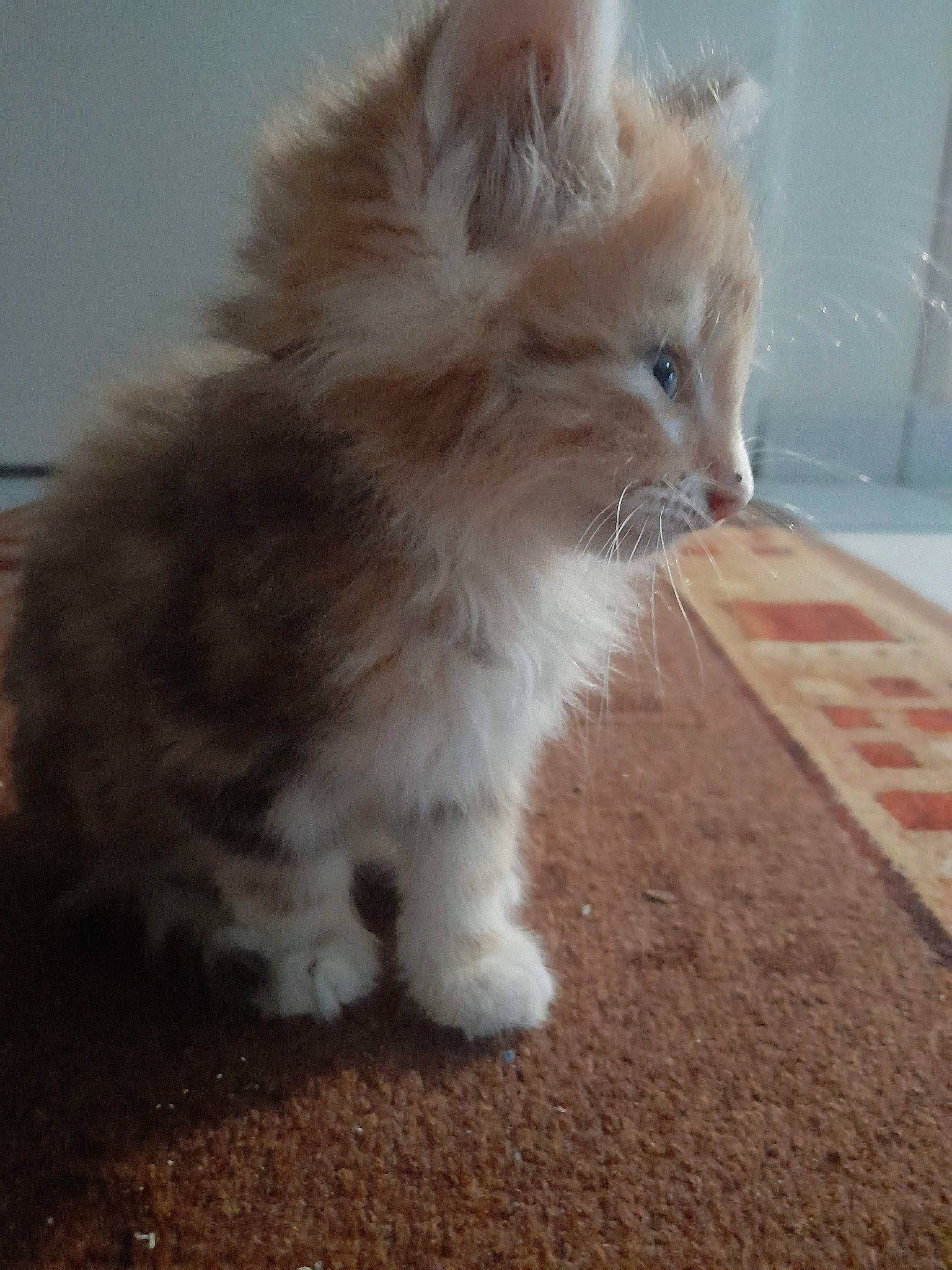 Tsucky a rejoint le concours — aidez-le/la à gagner de superbes lots ! british_longhair, carnivore, cat, claw, fawn, felidae, flooring, fur, paw, persian, small_to_medium_sized_cats, snout, tail, terrestrial_animal, whiskers