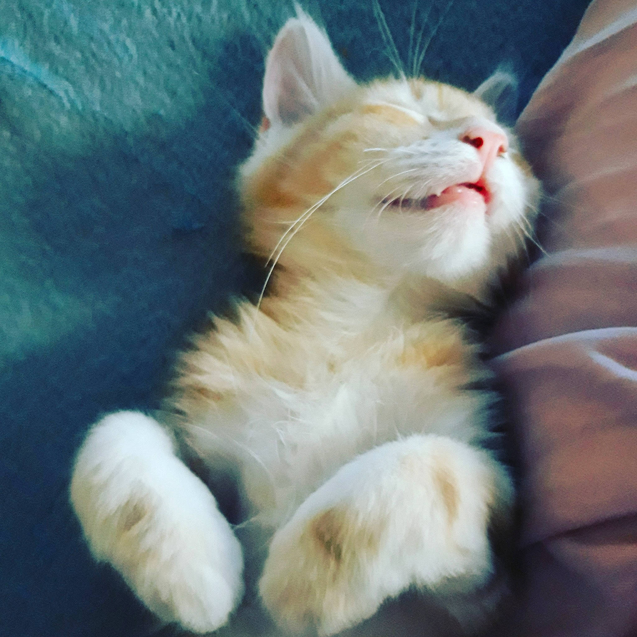 Tsucky participe au concours pour gagner de l'argent avec cette photo : carnivore, cat, claw, comfort, domestic_short_haired_cat, fawn, felidae, foot, fur, nap, paw, sleep, small_to_medium_sized_cats, snout, tail, terrestrial_animal, whiskers