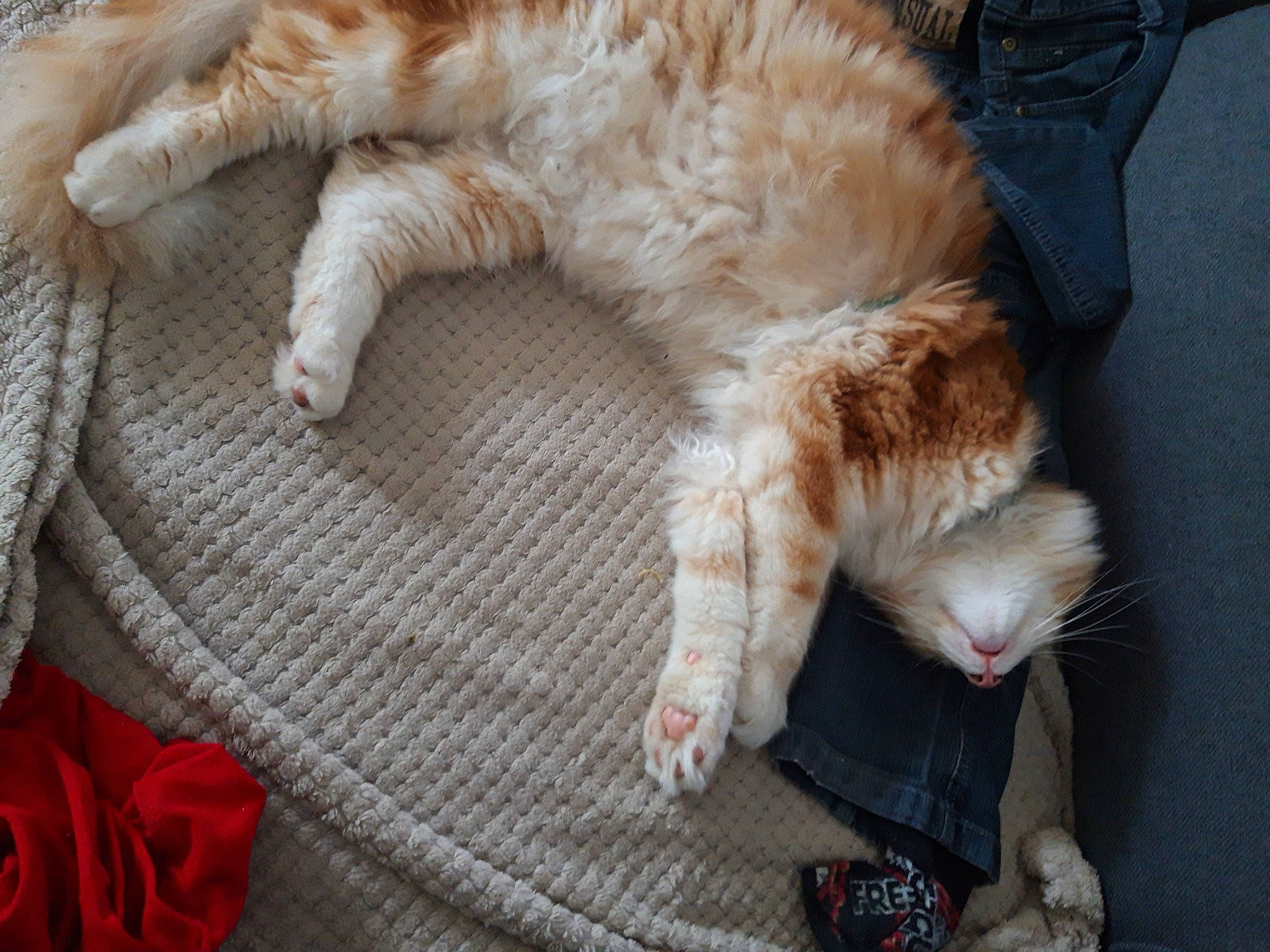 Tsucky a rejoint le concours — aidez-le/la à gagner de superbes lots ! carnivore, cat, claw, comfort, companion_dog, domestic_short_haired_cat, fawn, felidae, foot, fur, linens, nap, pattern, paw, small_to_medium_sized_cats, snout, tail, whiskers, white, wool