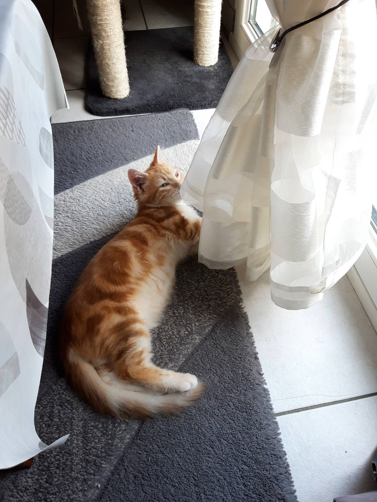 Tsucky a rejoint le concours — aidez-le/la à gagner de superbes lots ! carnivore, carpet, cat, comfort, domestic_short_haired_cat, fawn, felidae, floor, flooring, fur, grey, hardwood, human_leg, paw, room, small_to_medium_sized_cats, snout, tail, whiskers, wood