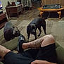 black_dog, coffee_table, couch, countertop, dog, hardwood_floor, indoor, kitchen, legs, living_room, pet, recliner, relaxed, remote_control, slippers, tattoo, tattooed_person, television, tv, two_dogs