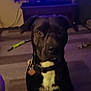 dog, black_dog, pet, indoor, living_room, television, tv_screen, carpet, collar, id_tag, toy, blur, low_light, portrait, sitting, stare, chest_marking, furniture, leash, evening