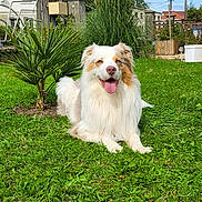 Ricky a rejoint le concours — aidez-le/la à gagner de superbes lots ! dog, grass, outdoor, pet, canine, happy, tongue_out, fur, yard, house, plants, sky, daytime, nature, greenery, smiling, sunlight, animal, garden, domestic_animal