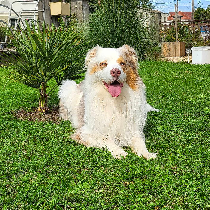 Ricky a rejoint le concours — aidez-le/la à gagner de superbes lots ! dog, grass, outdoor, pet, canine, happy, tongue_out, fur, yard, house, plants, sky, daytime, nature, greenery, smiling, sunlight, animal, garden, domestic_animal