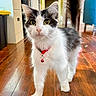 Domino is registered to the contest to win money with this photo: cat, indoor, wooden_floor, collar, bell, black_and_white, pet, animal, feline, curious, walking, tail, floor, home, furniture, domestic, close_up, cute, whiskers, ears