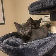 Echo And Nova joined the competition — help win amazing prizes! kitten, cat, pair_of_kittens, black_kitten, gray_kitten, pet, indoor, cat_tree, plush, cozy, whiskers, fur, big_eyes, closeup, portrait, bed, window_blinds, furniture, domestic_life, playing