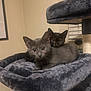 kitten, cat, pair_of_kittens, black_kitten, gray_kitten, pet, indoor, cat_tree, plush, cozy, whiskers, fur, big_eyes, closeup, portrait, bed, window_blinds, furniture, domestic_life, playing