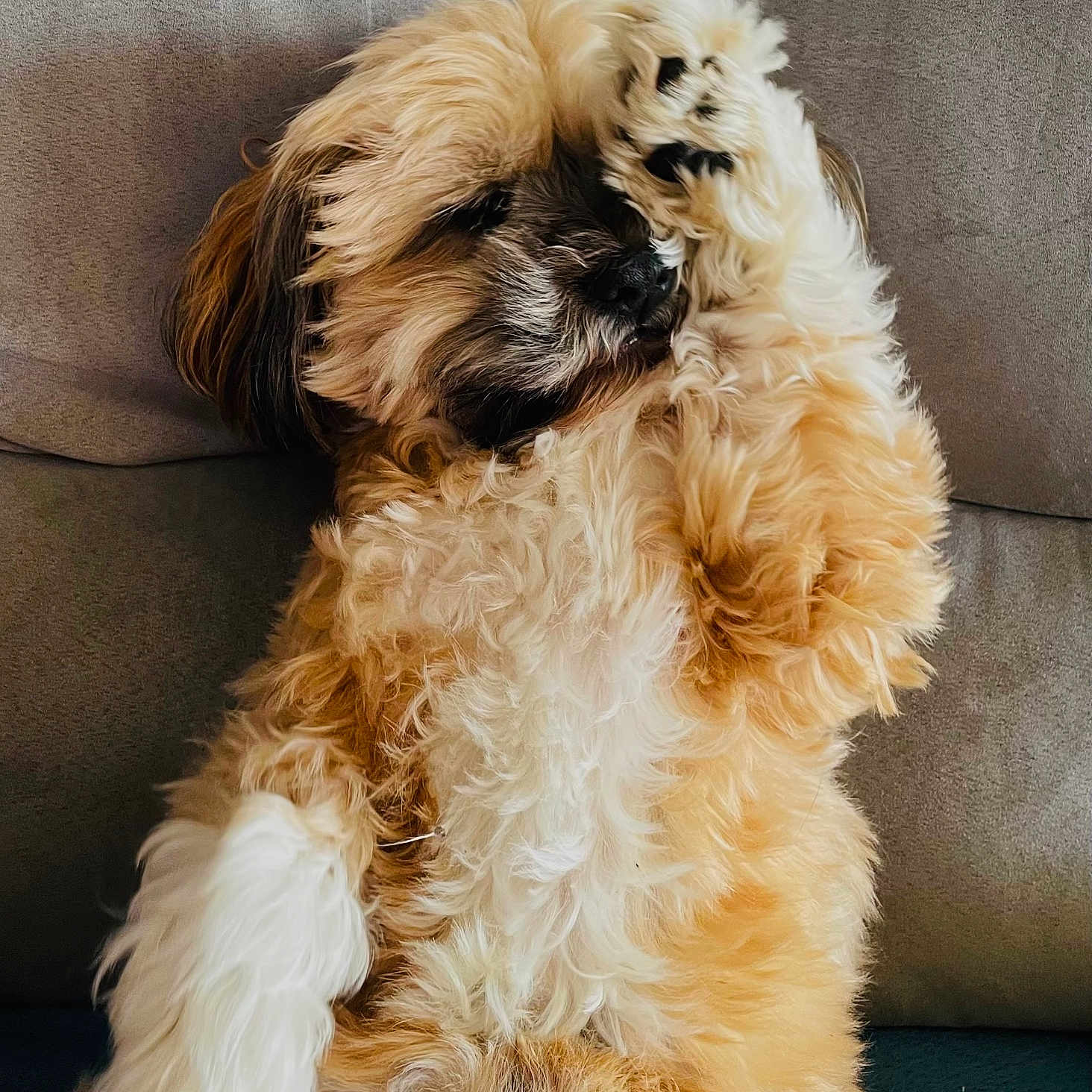 Oziris a rejoint le concours — aidez-le/la à gagner de superbes lots ! animal, companion, couch, covering_face, cute, cute_pet, dog, domestic_animal, fluffy, fur, furry, gray_background, indoor, laying_down, mammal, paw, pet, playful, relaxed, resting