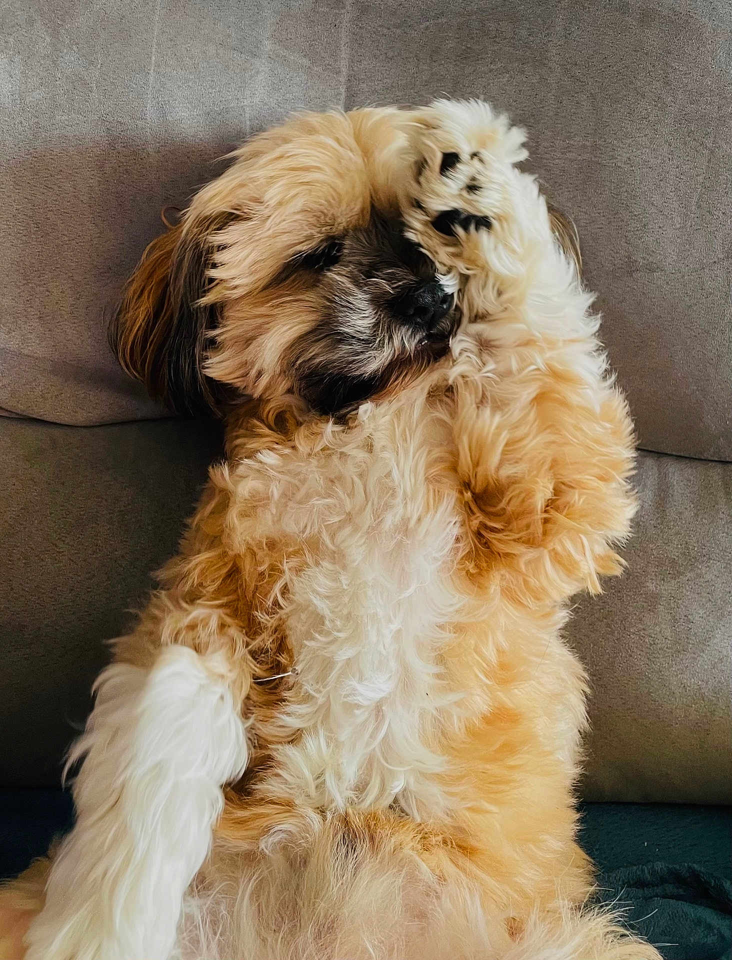 Oziris a rejoint le concours — aidez-le/la à gagner de superbes lots ! dog, fluffy, paw, covering_face, couch, gray_background, relaxed, pet, fur, cute, indoor, animal, mammal, laying_down, resting, domestic_animal, playful, furry, companion, cute_pet