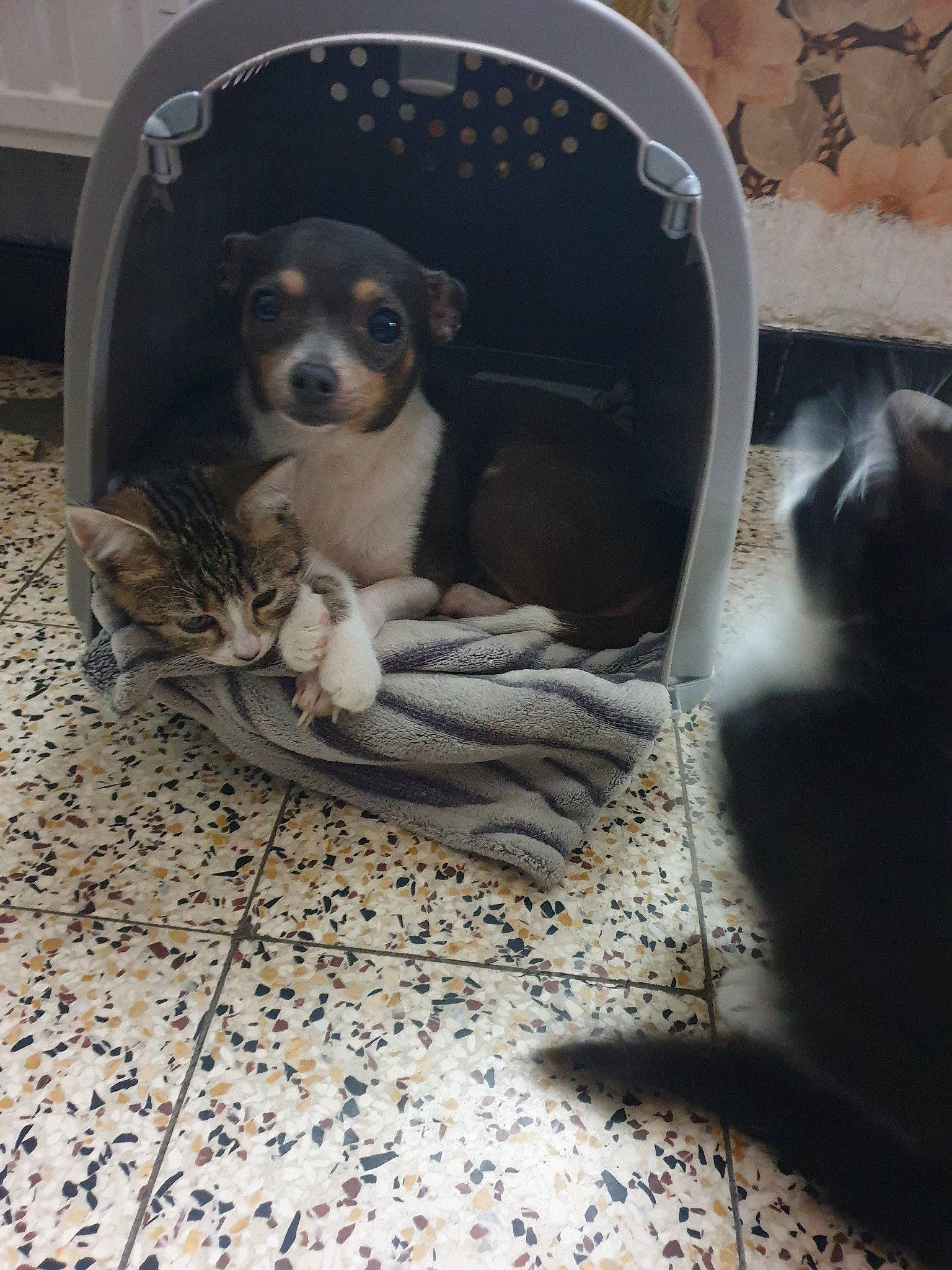 Moly participe au concours pour gagner de l'argent avec cette photo : animal_shelter, canidae, carnivore, companion_dog, dog, dog_breed, mammal, puppy, ratonero_bodeguero_andaluz