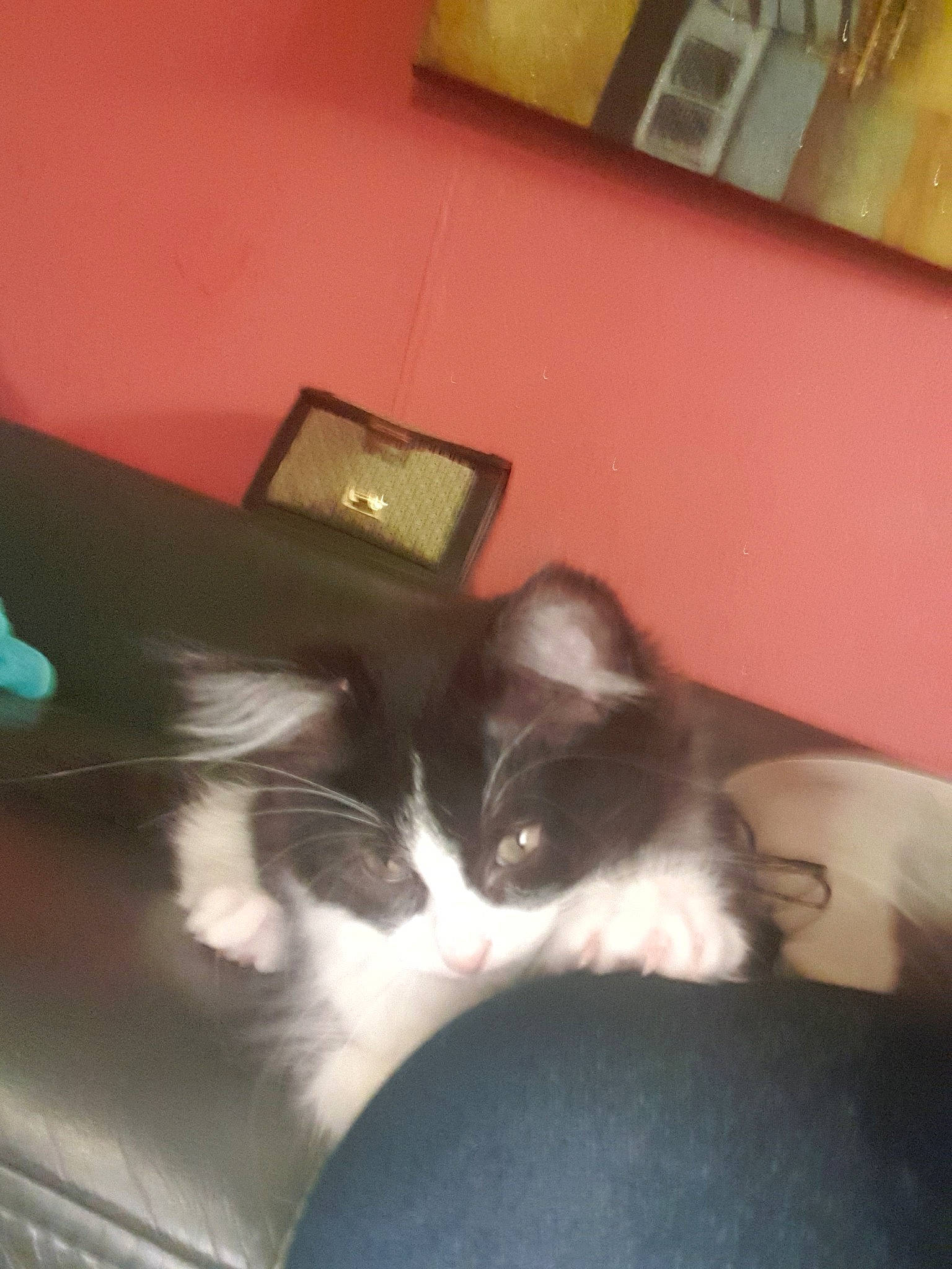 Mila a rejoint le concours — aidez-le/la à gagner de superbes lots ! carnivore, cat, ear, felidae, kitten, norwegian_forest_cat, paw, small_to_medium_sized_cats, snowshoe, tail, whiskers