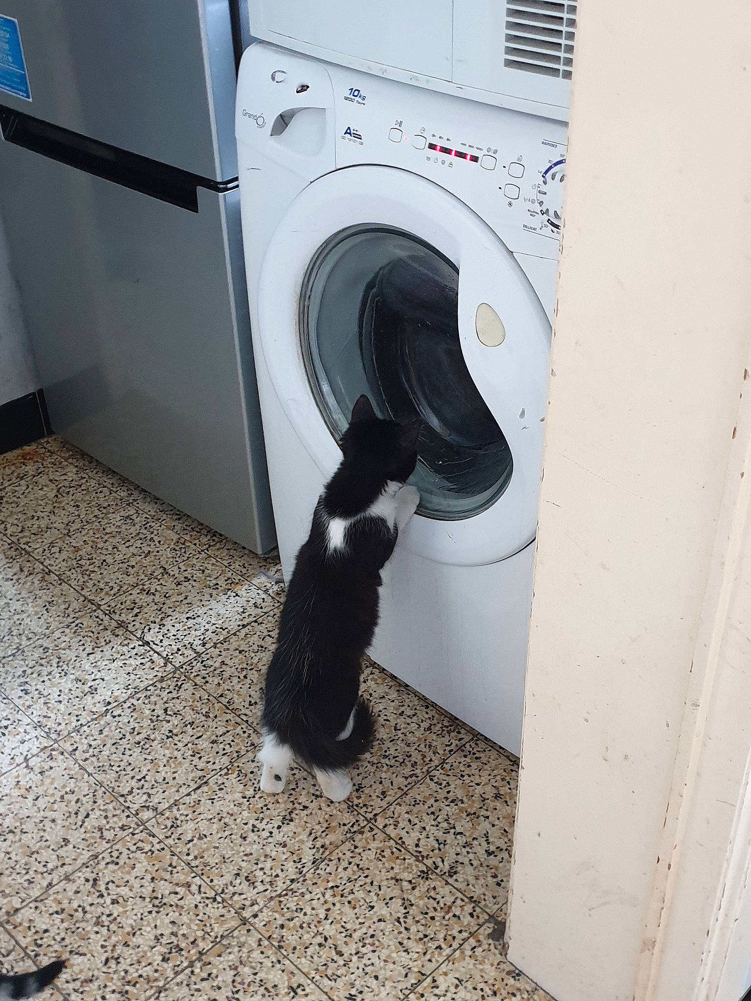 Mila a rejoint le concours — aidez-le/la à gagner de superbes lots ! cat, clothes_dryer, floor, home_appliance, laundry, major_appliance, room, washing_machine