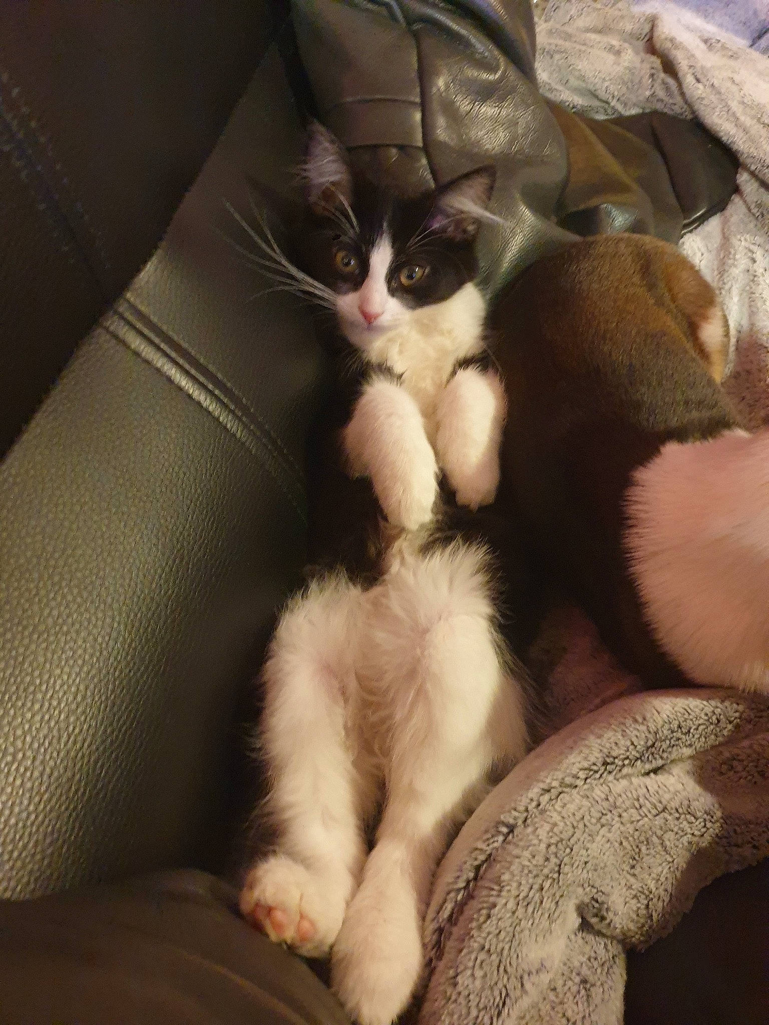 Mila participe au concours pour gagner de l'argent avec cette photo : aegean_cat, american_wirehair, asian, carnivore, cat, claw, domestic_short_haired_cat, fawn, felidae, fur, kitten, leg, mammal, norwegian_forest_cat, paw, polydactyl_cat, small_to_medium_sized_cats, tail, whiskers