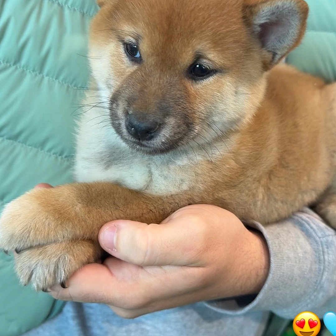 Balou