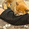 Balou participe au concours pour gagner de l'argent avec cette photo : puppy, dog, shiba_inu, sleeping, sleepy, brown_fur, cinnamon_color, closed_eyes, black_blanket, cozy, bed, bedding, paw_print_pattern, indoors, cute, resting, animal, pet, closeup, nap