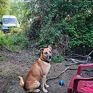 Taïko a rejoint le concours — aidez-le/la à gagner de superbes lots ! dog, tennis_ball, dirt, greenery, trees, van, outdoor, plastic_chair, collar, animal, sitting, nature, ground, branch, leafy, parked_vehicle, canine, pet, quiet, daytime