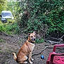 dog, tennis_ball, dirt, greenery, trees, van, outdoor, plastic_chair, collar, animal, sitting, nature, ground, branch, leafy, parked_vehicle, canine, pet, quiet, daytime