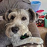 Mushu joined the competition — help win amazing prizes! dog, canine, pet, scruffy_dog, beard, fur, gray_fur, white_fur, brown_fur, floppy_ears, black_nose, brown_eyes, collar, green_tag, paw, lying_down, couch, indoor, home, portrait