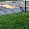dog, grass, fence, collar, sidewalk, street, parked_cars, daylight, outdoor, pet, animal, greenery, chain_link_fence, quiet, waiting, small_dog, blue_collar, pavement, shadow, residential_area
