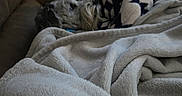 Mushu joined the competition — help win amazing prizes! dog, blanket, couch, fur, cozy, indoor, pet, snuggled, resting, soft, furniture, comfort, relaxing, patterned_blanket, home, animal, warm, sleepy, companion, domestic