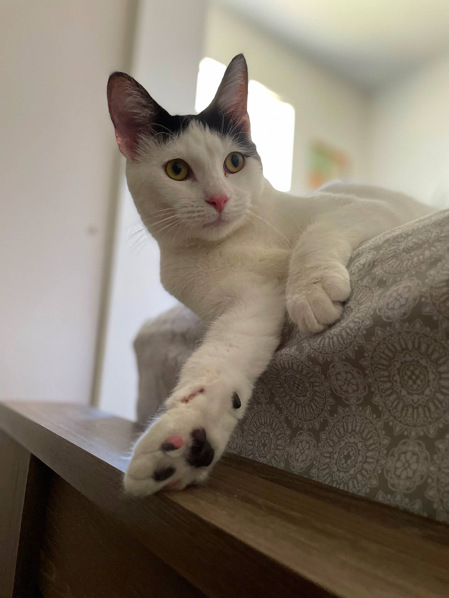 Genie is registered to the contest to win money with this photo: carnivore, cat, comfort, domestic_short_haired_cat, felidae, flooring, fur, hardwood, paw, small_to_medium_sized_cats, snout, table, tail, whiskers, wood