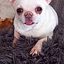 animal, bodypart, bulldog, canine, chihuahua, dog, face, frenchbulldog, head, mouth, person, pet, photography, portrait, puppy, snout, teeth, text, tongue, whitedog