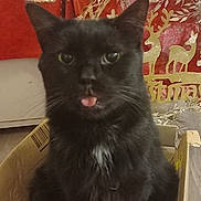 Salem participe au concours pour gagner de l'argent avec cette photo : cat, black_cat, tongue_out, cardboard_box, indoor, christmas_decorations, festive, fur, cute, pet, animal, whiskers, curious, sitting, holiday, decor, tongue, feline, home, cozy