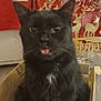 cat, black_cat, tongue_out, cardboard_box, indoor, christmas_decorations, festive, fur, cute, pet, animal, whiskers, curious, sitting, holiday, decor, tongue, feline, home, cozy