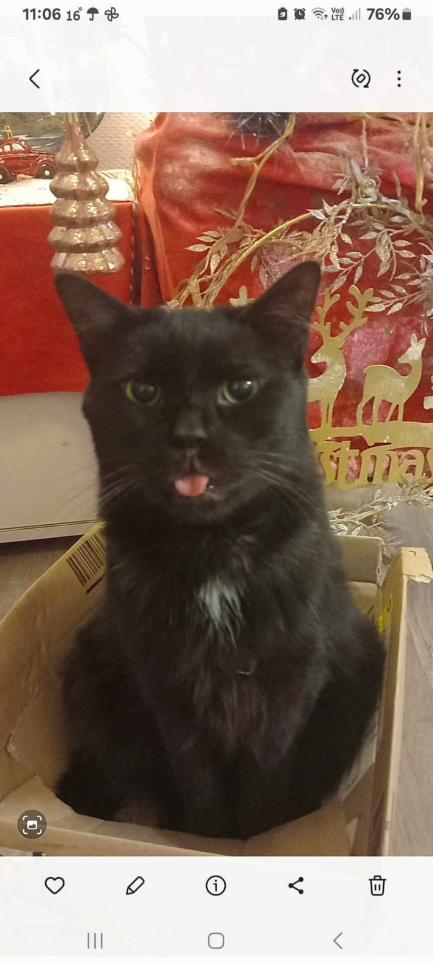 Salem participe au concours pour gagner de l'argent avec cette photo : cat, black_cat, tongue_out, cardboard_box, indoor, christmas_decorations, festive, fur, cute, pet, animal, whiskers, curious, sitting, holiday, decor, tongue, feline, home, cozy