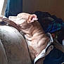 Beast is registered to the contest to win money with this photo: dog, couch, blanket, window, sunlight, relaxed, resting, indoor, pet, fur, ear, snout, paw, cozy, comfort, home, fabric, light, shadow, animal