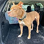 Beast joined the competition — help win amazing prizes! dog, tan_dog, canine, pet, car_interior, laundry_basket, clothing, vehicle, window, alert, standing, collar, camouflage, fur, ears, tail, floor, backseat, daylight, looking_away
