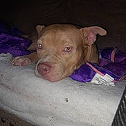 Beast is registered to the contest to win money with this photo: dog, pet, brown_dog, indoor, blanket, purple_jacket, couch, resting, close_up, canine, animal, fur, ears, paw, face, snout, relaxed, home, domestic_animal, comfort