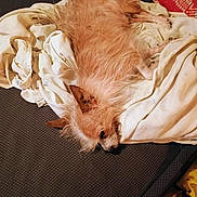 Pookie is registered to the contest to win money with this photo: animal, bed, blanket, brown_fur, canine, cozy, dog, domestic, ears, fluffy, fur, indoor, lying_down, pet, relaxed, resting, scruffy, sleepy, textured_surface, white_sheet