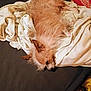 animal, bed, blanket, brown_fur, canine, cozy, dog, domestic, ears, fluffy, fur, indoor, lying_down, pet, relaxed, resting, scruffy, sleepy, textured_surface, white_sheet