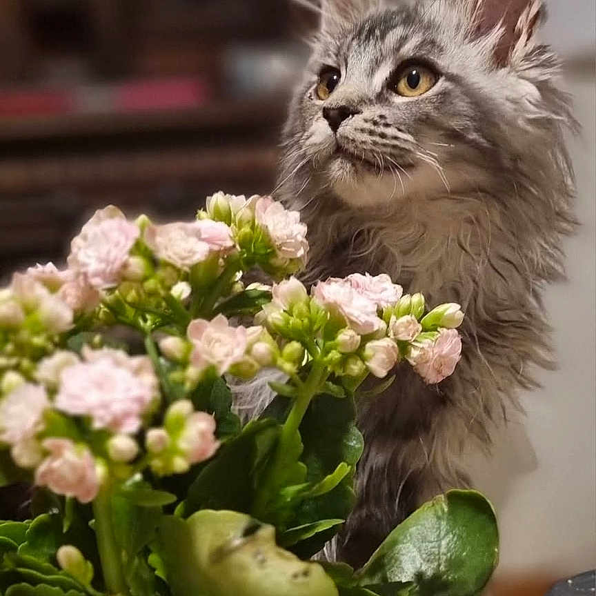 Bertille participe au concours pour gagner de l'argent avec cette photo : background_blur, cat, closeup, curious, cute, domestic_cat, ears, feline, flowers, fluffy_cat, gray_cat, green_leaves, houseplant, indoor, pet, pink_flowers, plant, portrait, table, whiskers