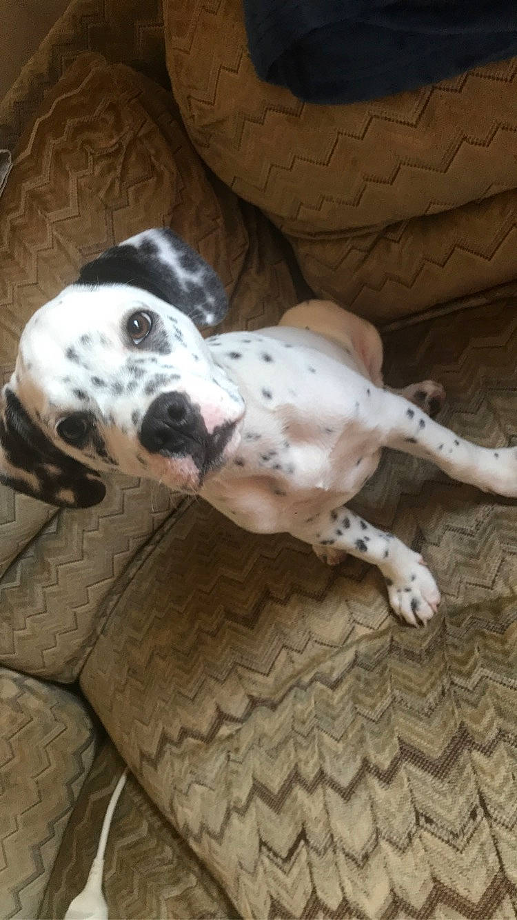 Peggy a rejoint le concours — aidez-le/la à gagner de superbes lots ! braque_dauvergne, canidae, carnivore, dalmatian, dog, dog_breed, english_setter, mammal, non_sporting_group, old_danish_pointer, pointer, snout, sporting_group, vertebrate